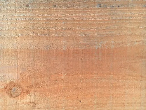 Sequoia Sequoia